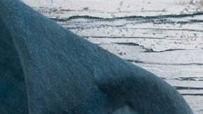 Risotto de espárragos y panceta