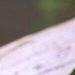 Photo © 2019 The Grosby Group Food Division

Orange, mint and honey

peel and slice 3 oranges

oranges
3 oranges
good squirt of honey

4 tsp of rum

decorate with mint