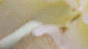 Smoothie bowl con kiwi y manzana