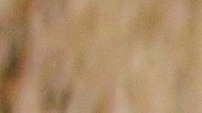 risotto de cebada y hongos