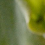 tiraditos de cerdo con salsa de setas