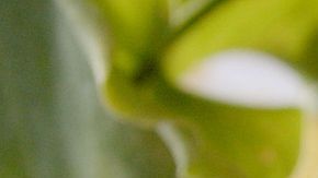 tiraditos de cerdo con salsa de setas