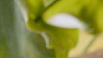 tiraditos de cerdo con salsa de setas