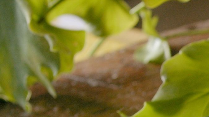 tiraditos de cerdo con salsa de setas