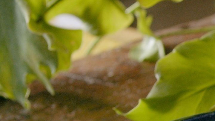 tiraditos de cerdo con salsa de setas