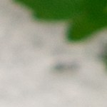 Ensalada mediterránea de cebada