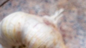 sardinas en escabeche