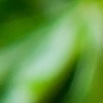 Papa rellena de pollo