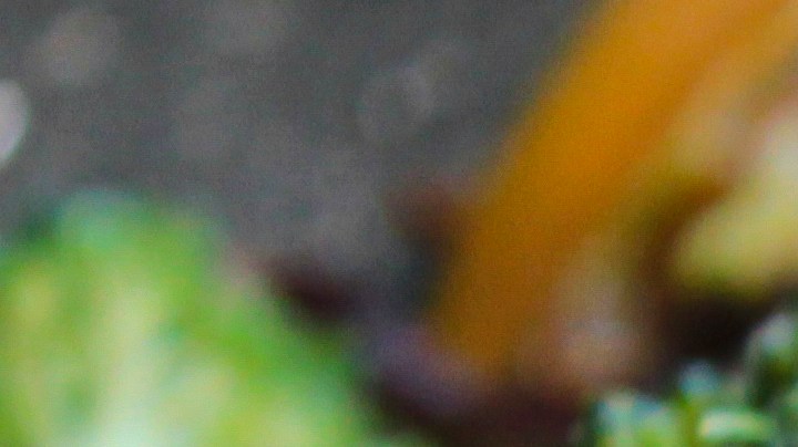 salteado seitán con vegetales