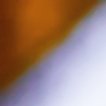 Cebolla rellena de bonito