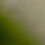 Salteado de quinoa, berenjena y champiñones