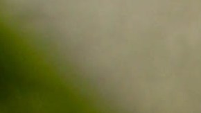 Salteado de quinoa, berenjena y champiñones