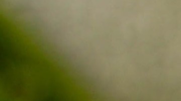 Salteado de quinoa, berenjena y champiñones