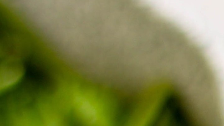 Salteado de quinoa, berenjena y champiñones