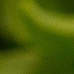 cebolla rellena de espinacas