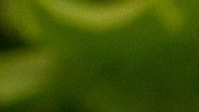 cebolla rellena de espinacas