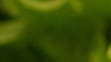 cebolla rellena de espinacas