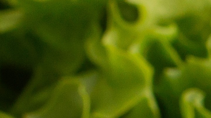 cebolla rellena de espinacas