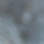 Muslos de pollo en salsa de mostaza y miel