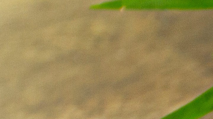 Pescado empapelado en salsa de cilantro