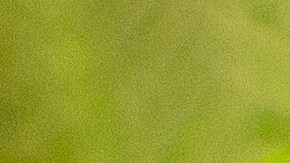 Pollo empanizado a la mostaza y limón