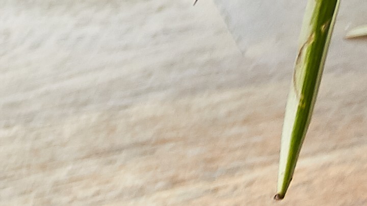 Quesadillas con arroz con leche y queso crema