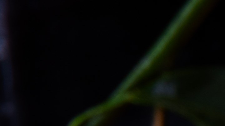 Pavo relleno con batatas y nueces