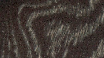 Pavo relleno de castañas