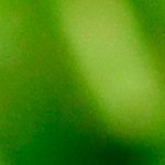 Pimientos rellenos de arroz con espinacas