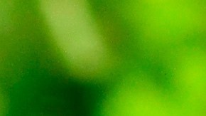 Pimientos rellenos de arroz con espinacas