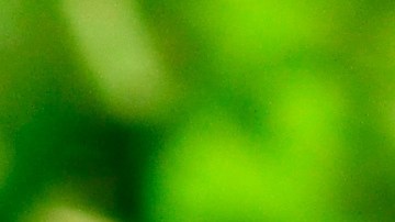 Pimientos rellenos de arroz con espinacas