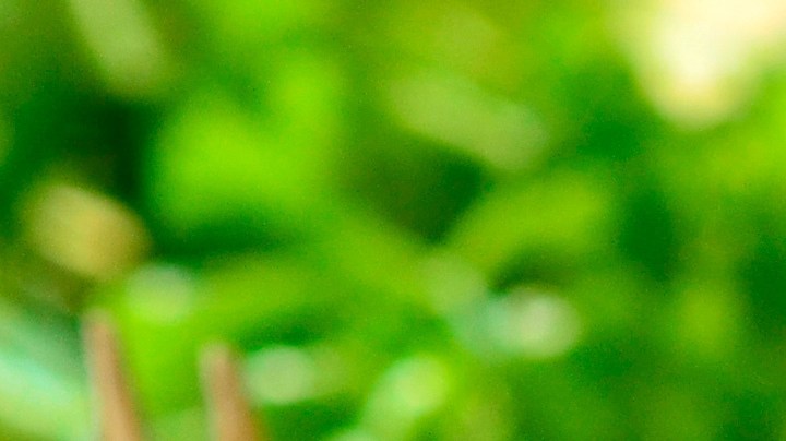 Pimientos rellenos de arroz con espinacas