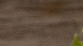 Muslos de pollo con salsa de tamarindo y chile