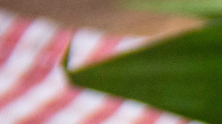 sopa de munición con espinacas y col