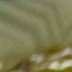 TACOS DORADOS DE RES