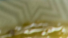 TACOS DORADOS DE RES