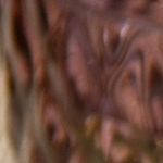 sandwich cubano con salsa de ajo