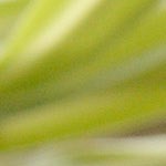 Tomates asados con bacon