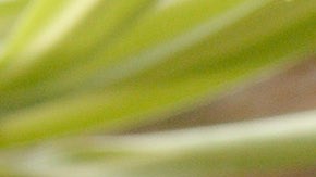 Tomates asados con bacon