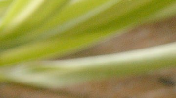 Tomates asados con bacon