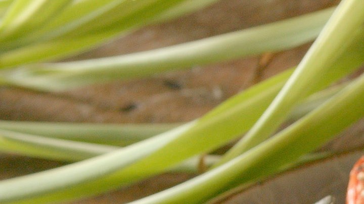 Tomates asados con bacon