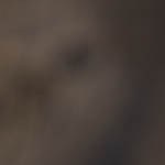 Sandwich de camarones con queso