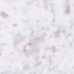 Muslos de pollo en salsa de yogurt y menta