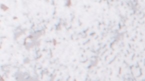 Muslos de pollo en salsa de yogurt y menta