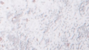 Muslos de pollo en salsa de yogurt y menta