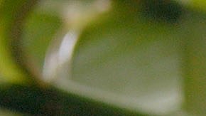 Crédito: Photo © 2023 The Grosby Group Food Division

Chilenitos (Alfajores) con Dos Rellenos  

masa
1 huevo
pizca de sal y 
ralladura de naranja
1 yema
140 gr harina

amasar y reposar 30 min

laminar y cortar en porciones

hornear 10 min 180º

relleno 
2 cucharadas de  dulce de leche
2 cucharadas de coco
1 pizca de cacao

rellenar unos con dulce de leche solo
y otros con la mezcla anterior


Alfajores (cookies) with two stuffing  

dough
1 egg
pinch of salt and 
orange zest
1 egg yolk
1 cup of flour

knead and rest for 30 min.

knead and cut into portions

bake for 10 min at 350ºf.

stuffing
2 tbsp of caramel 
2 tbsp of coconut
1 pinch of cocoa

fill some with caramel alone
and others with the above mixture