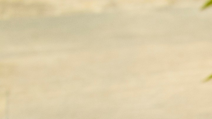 Photo © 2019 The Grosby Group

Chacales