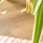 callos a la madrileña