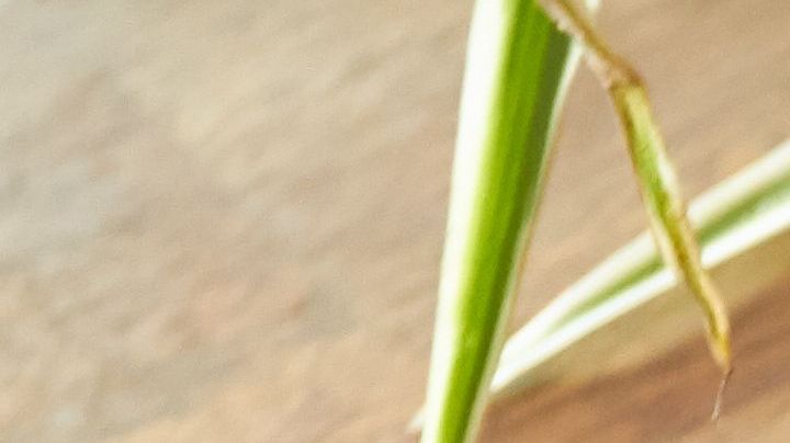 arroz con leche especiado