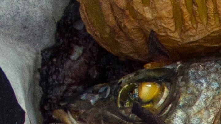 Robalo al horno con papas